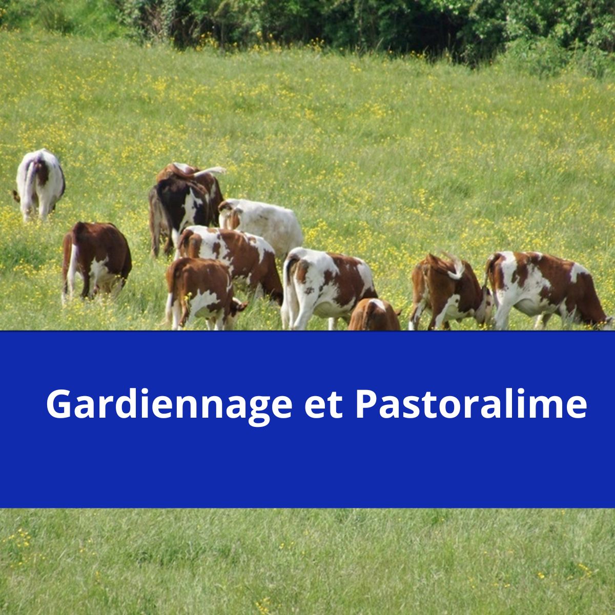gardiennage et pastoralisme