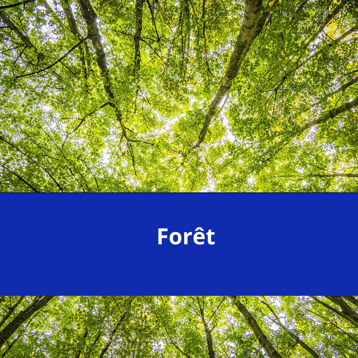foret