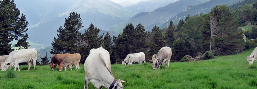 Bovins en train de brouter en estive