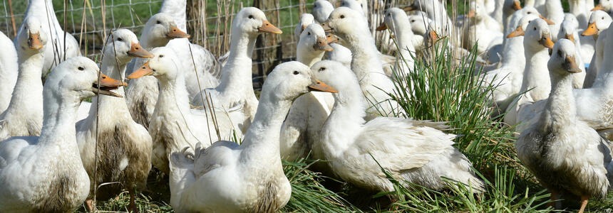 Soutien européen à la filière avicole en Nouvelle-Aquitaine