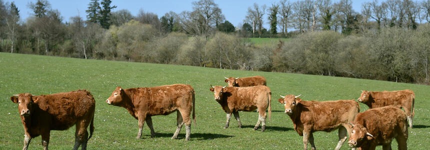 vache limousine