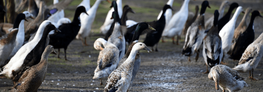 ©Région Nouvelle-Aquitaine-Francoise Roch