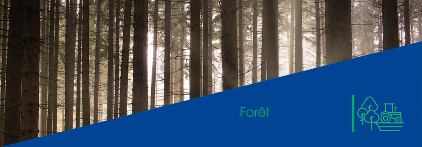 forêt Les aides aux forestiers en Région Nouvelle-Aquitaine