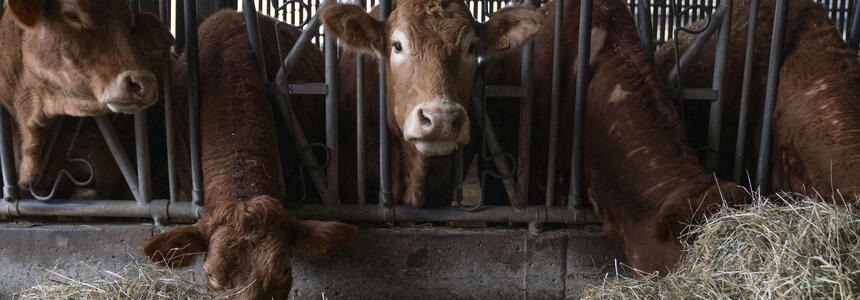 Appui Europe et Région Nouvelle-Aquitaine sur l'autonomie protéique