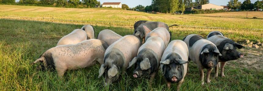 Protection cochon cul noir