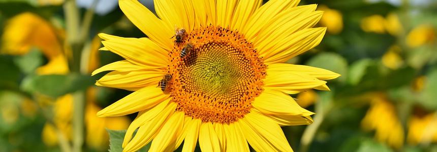 Agriculture biologique Abeille sur un tournesol